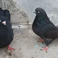 کفتر زینتی قدیمی|پرنده|محمدشهر, محمدشهر|دیوار