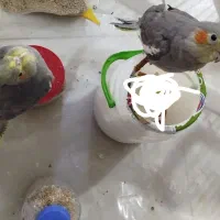 عروس هلندی آرام|پرنده|بافق, |دیوار