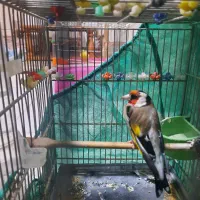 سره