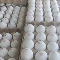 پخش تخم مرغ ،کلوچه،آبمیوه،قندبه قیمت عمده|فعالیت داوطلبانه تحقیقاتی|ارومیه, |دیوار