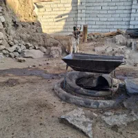 سگ ماده سرابی|سگ|اردبیل, |دیوار