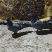 یک جفت سبز هما پرپا