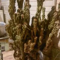 کاکتوس ارتفاع یه متری برای دکور و زیبایی|گل و گیاه طبیعی|کازرون, |دیوار