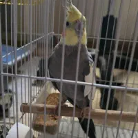 عروس هلندی نر