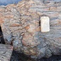 چوب شاتوت|عمدهفروشی|بجنورد, |دیوار