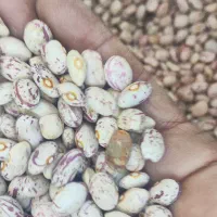 لوبیا چیتی|خوردنی و آشامیدنی|اسلامشهر, مظفریه|دیوار