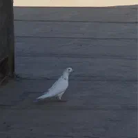 زاغ و سار دس پر سیاه آلمانی|پرنده|مشهد, امیریه|دیوار