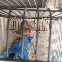 فروش فنج|پرنده|صدرا-فارس, فاز ۱|دیوار