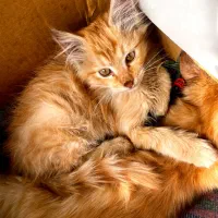 واگذاری گربه