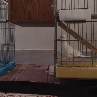 عروس هلندی|پرنده|نورآباد, |دیوار