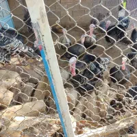 بوقلمون نر ماده|حیوانات مزرعه|اندیمشک, |دیوار