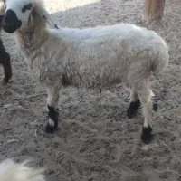 بره چاق و چلبک|حیوانات مزرعه|زابل, |دیوار