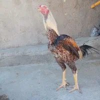 ۲عددخروس‌لاری‌فروشی‌تخم‌مرغ‌لاریم‌هم‌موجود‌هس