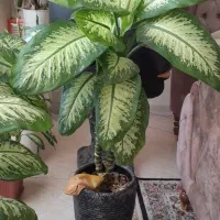 گل طبیعی دیفن باخیا سرحال