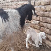 تعداد ۵راس بز  دوقولو  جوان  همراه  ۱۰راس بزغاله|حیوانات مزرعه|شریف‌آباد, |دیوار