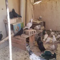 کبوتر|پرنده|شاهین‌شهر, شهرک گلدیس|دیوار