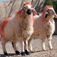 دوتا بره نر و ماده