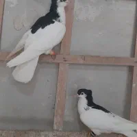 خال کاکلی نر و ماده