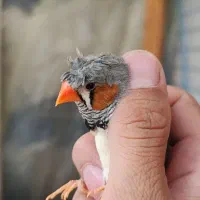 فنچ کاکلی