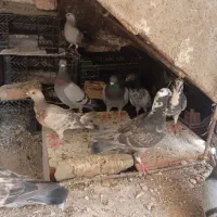 کبوتر خوب سرحال