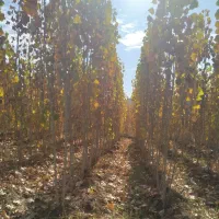 فروش قلم نهال صنوبر تبریزی