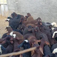 ۵۹ راس گوسفند و میش جوان با ۵۳ بره درجه یک