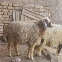 دو بره نر چاق چاق