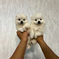 توله سگ پامر|سگ|شیراز, کیان آباد|دیوار