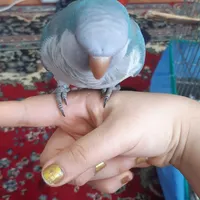 گمشده