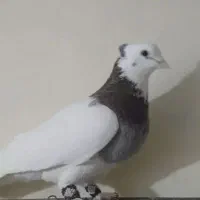 طوقی سرخ کاکلی گم شده|پرنده|دماوند, دماوند|دیوار