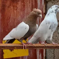 کفتر