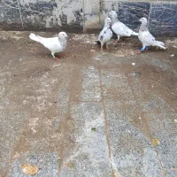 چند جفت کفتر سار سبز