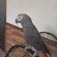 کاسکو باهوش و زیبا