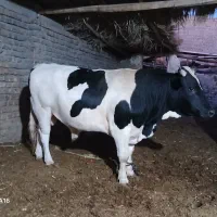 نوچ چاق گاو