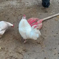 خروس محلی|حیوانات مزرعه|بیرانوند, |دیوار