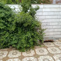 133متری-دو-طبقه-ویلایی