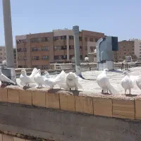 کبوتر دمچتری
