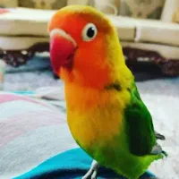 طوطی کوتوله معامله با عروس هلندی