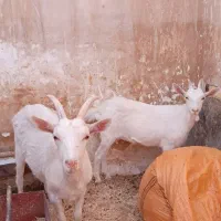 بز جنس سانن و زیبا|حیوانات مزرعه|سرپل ذهاب, |دیوار