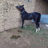 اسب|اسب و تجهیزات اسب‌سواری|قزوین, |دیوار