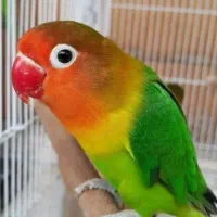 طوطی برزیلی