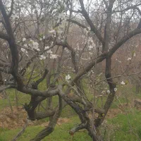 باغ-میوه-معاوضه-با-آپارتمان