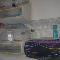 ۶ قناری سینه دارچین