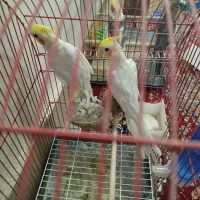 عروس هلندی|پرنده|مرند, |دیوار