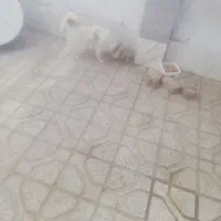 پاکوتاه اشپیتز|سگ|نیشابور, ۲۲ بهمن|دیوار