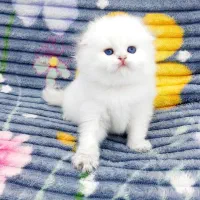 بچه گربه های زیبا و دلربا