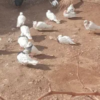 14 تاطوقی سرحال|پرنده|خانمیرزا, |دیوار