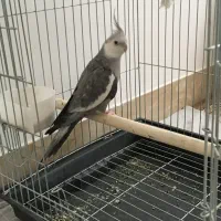 عروس هلندی|پرنده|خمین, |دیوار