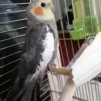 عـروس هلندی نر...450هزارتومن