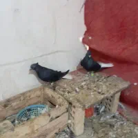 پرنده دوعدد نر اشعل